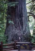 Record Redwood